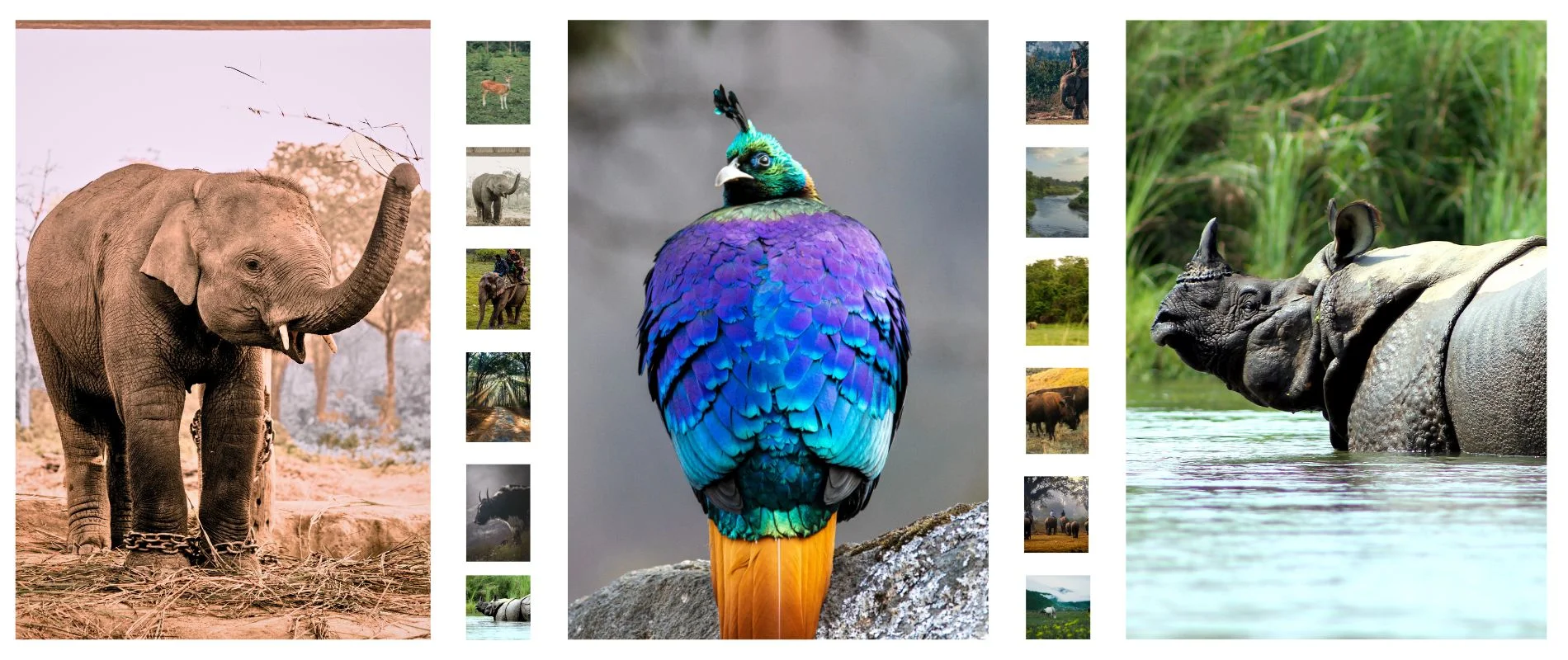 Wildlife Safari in Nepal