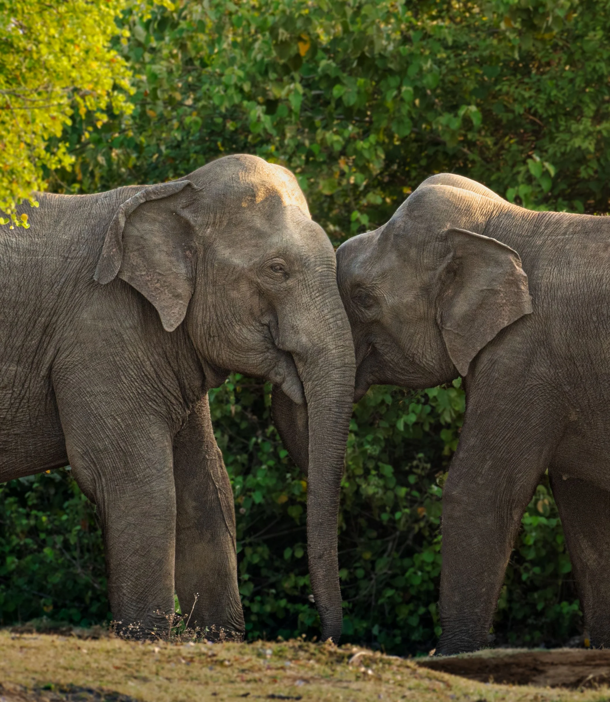 Chitwan National Park Wildlife Jungle Safari- 3 Days