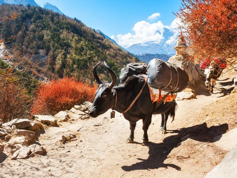 Gosaikunda view trekking