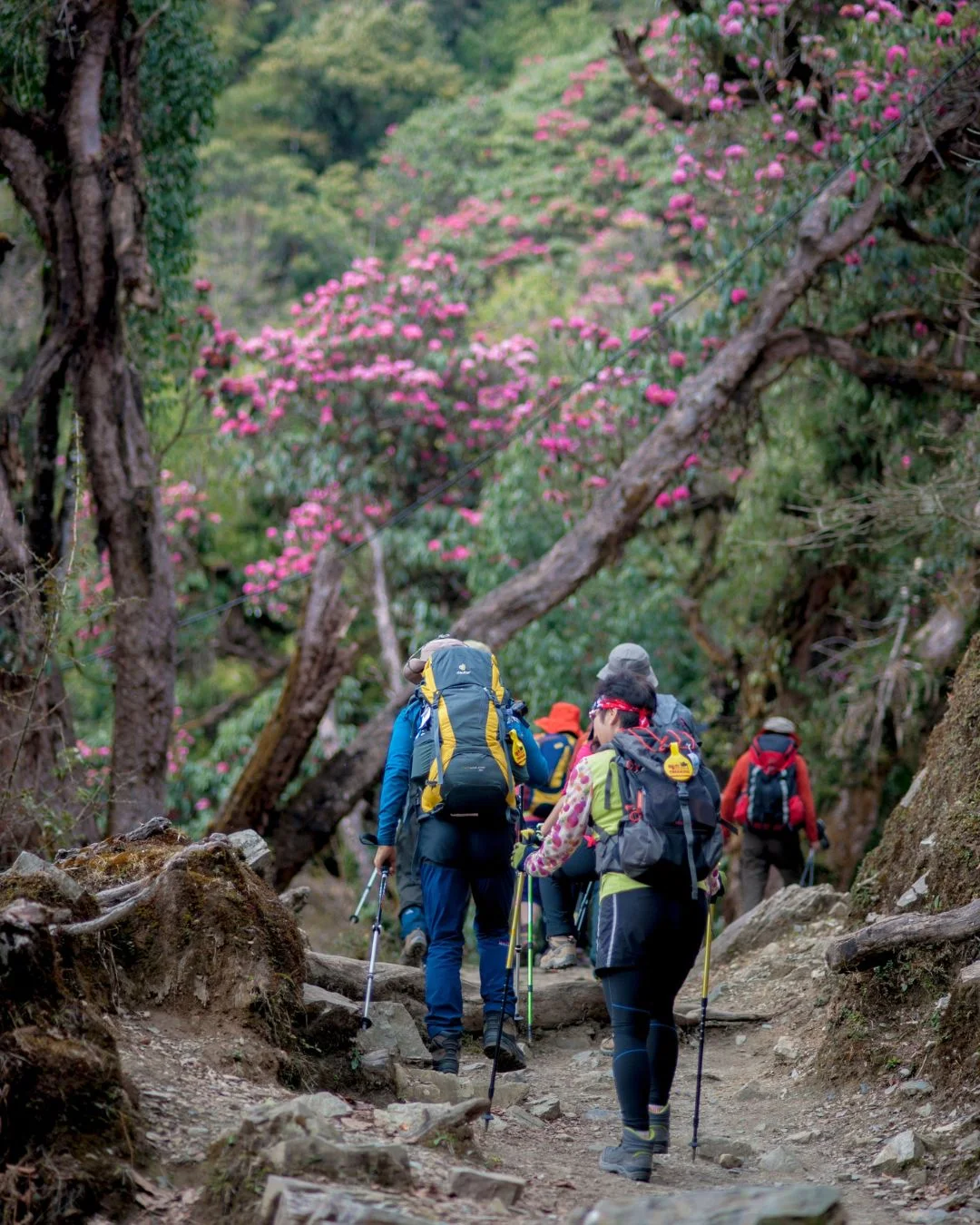 Pokhara City Tour 1 Day Image 3