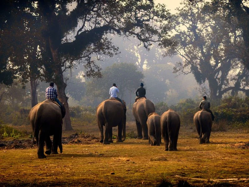 Wildlife Safari in Nepal
