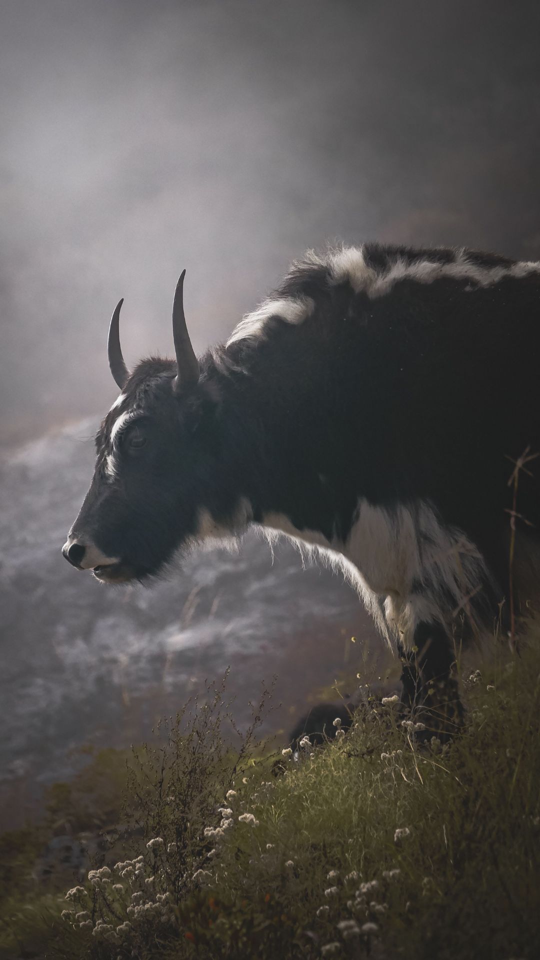Wildlife safari in Nepal