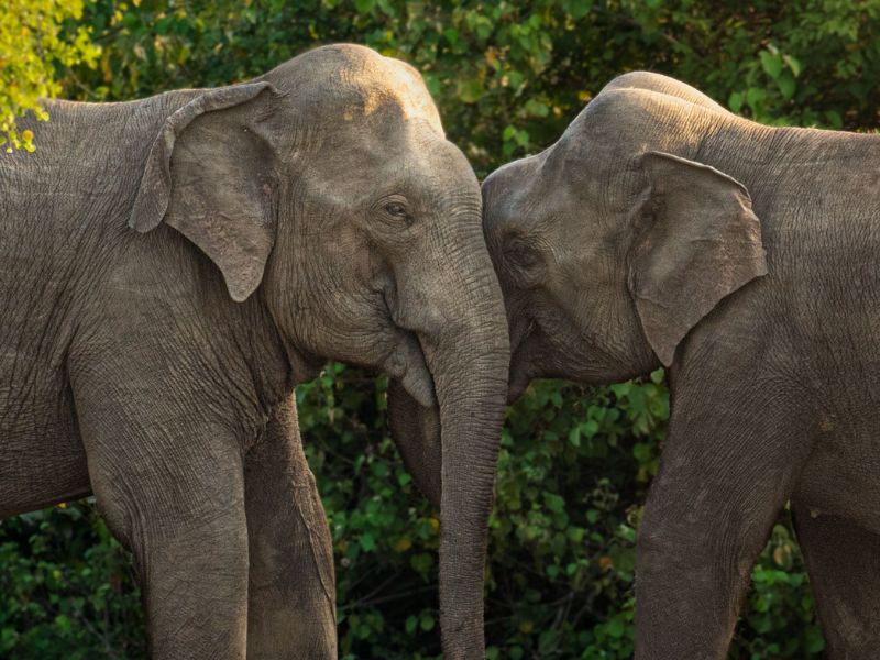 Wildlife safari in Nepal Hero